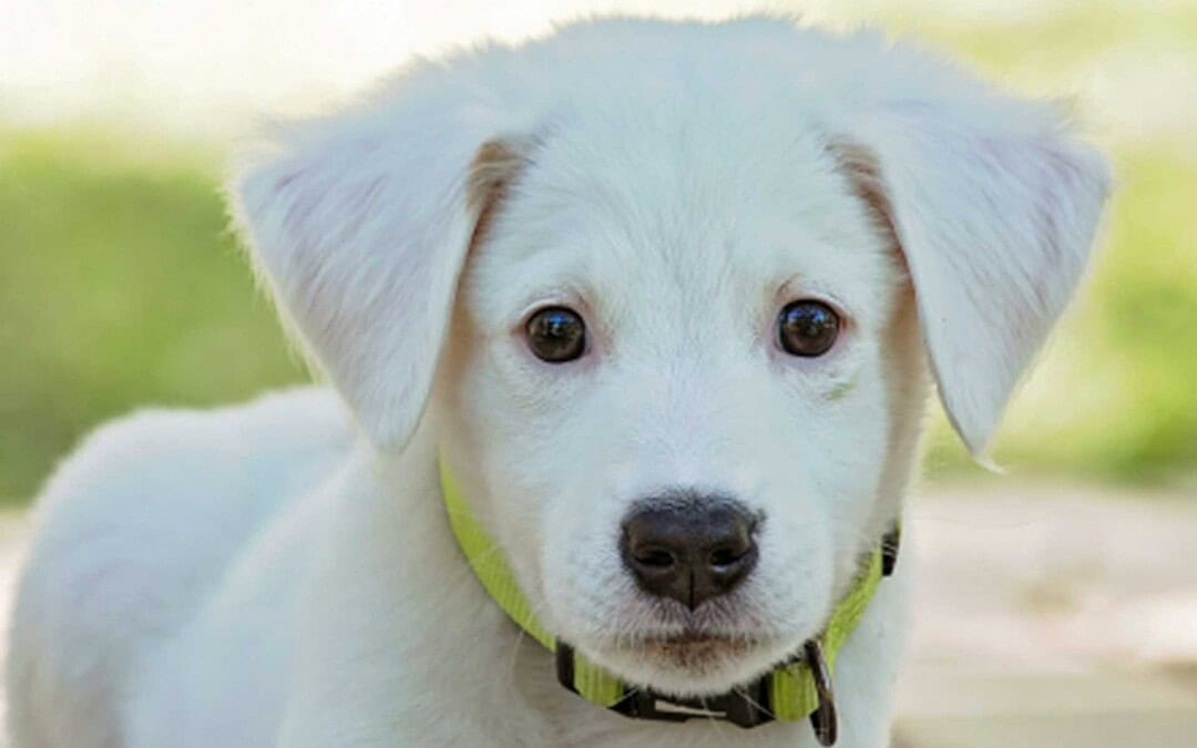 Régimen jurídico de los animales de compañía