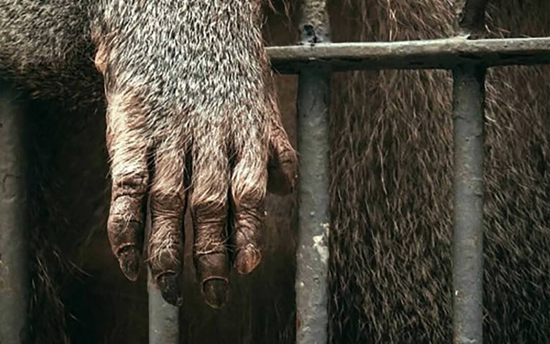 Bioderecho Animal: diálogo interdisciplinar