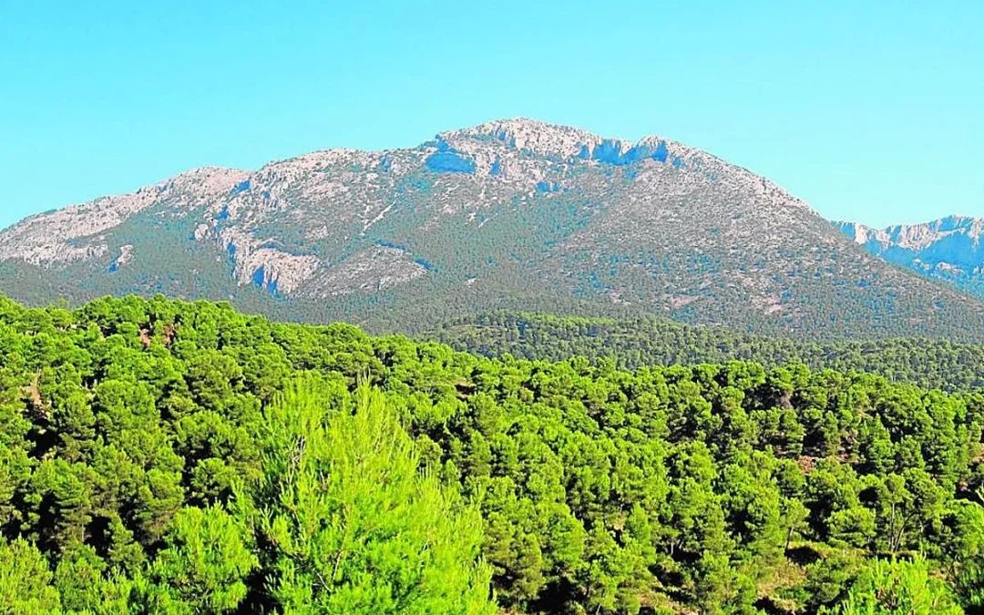 Vías jurídicas para unir espacios verdes